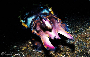 Flamboyant Cuttlefish/Snooted shot with Canon 60 mm macro... by Laurie Slawson 